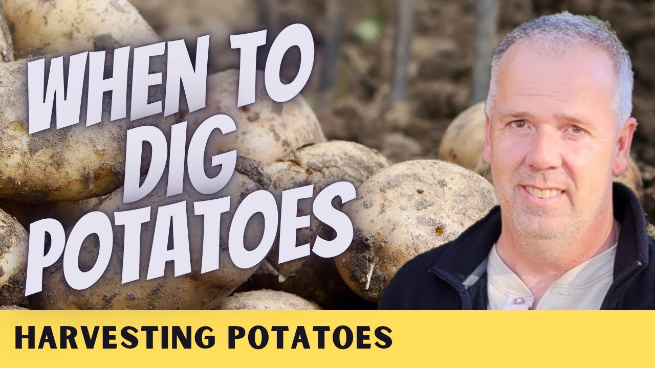 When to harvest Potatoes!