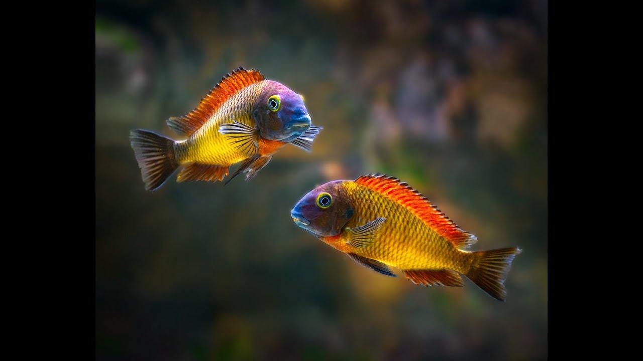 Tropheus moorii Ilangi