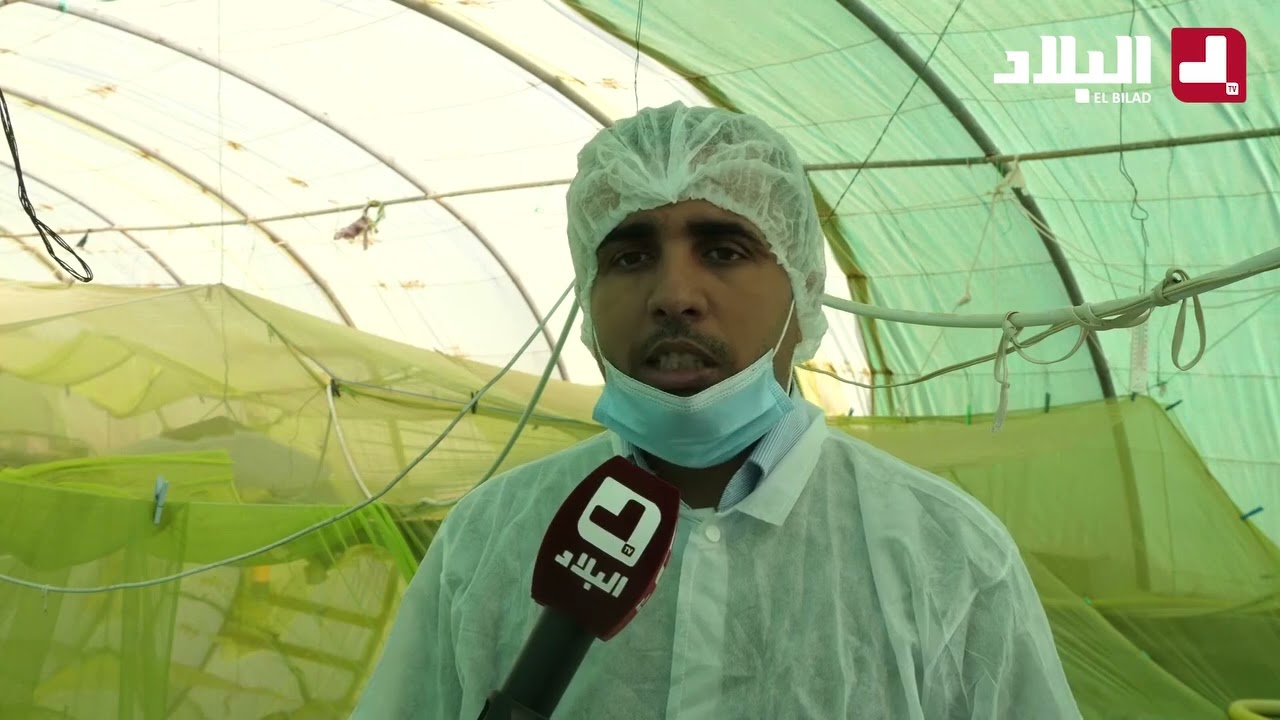 الذهب الأخضر ينتج محليا: قصة نجاح مزرعة الكرام في إنتاج السبيرولينا