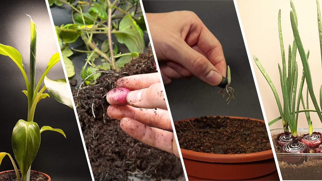 Seeds Grow Into Beautiful Plants Compilation