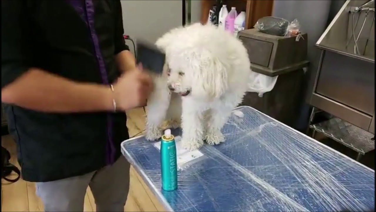 Démêlage du poil de chien par Plinio