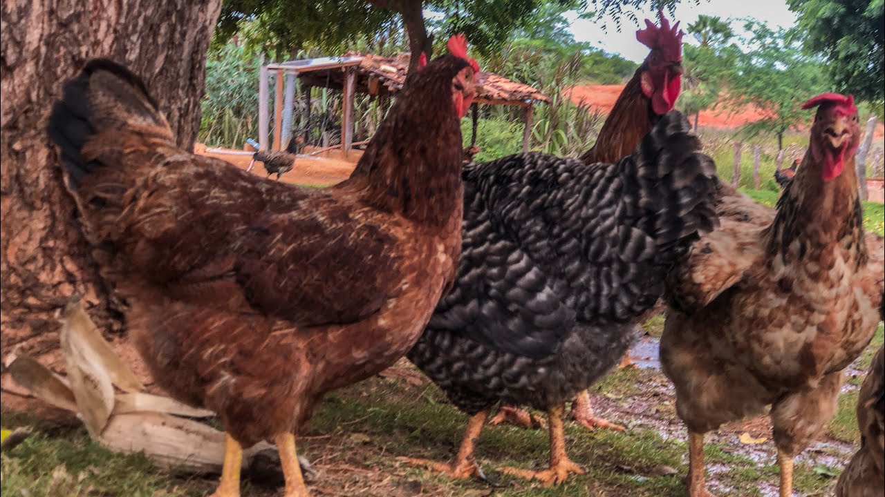 GALINHA CAIPIRA para PRODU&Ccedil;&Atilde;O de OVOS 🥚 Vale a pena? | AGROCRIACAO
