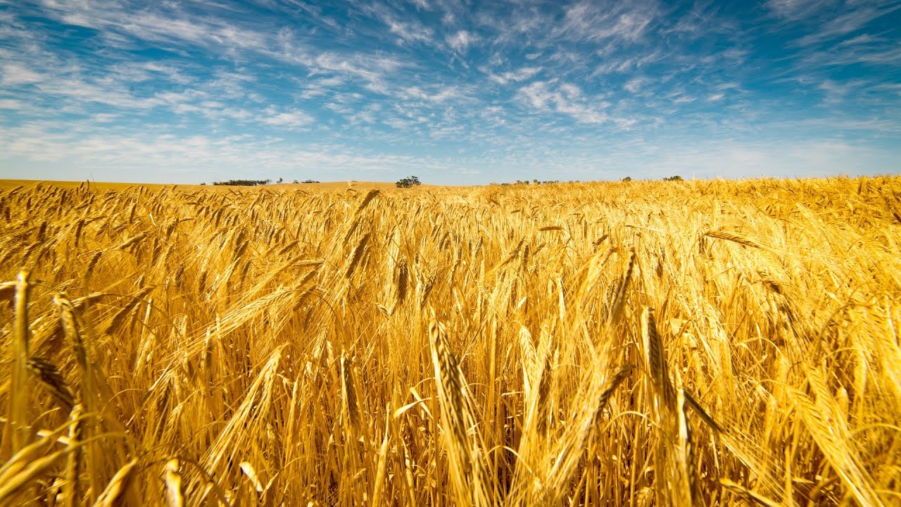 New Apostolic Church Southern Africa | Music -  “What shall the harvest be?” (official)