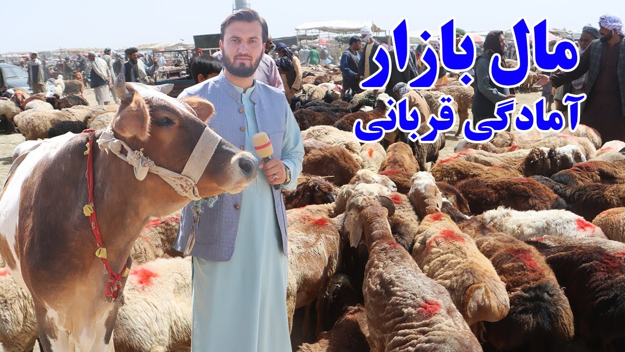 گزارش ندیم، آمادگی قربانی،قیمت گوسله،گاو،گوسفند،بوزهای یستانی،مال بازار شهر مزار شریف،afghan mic