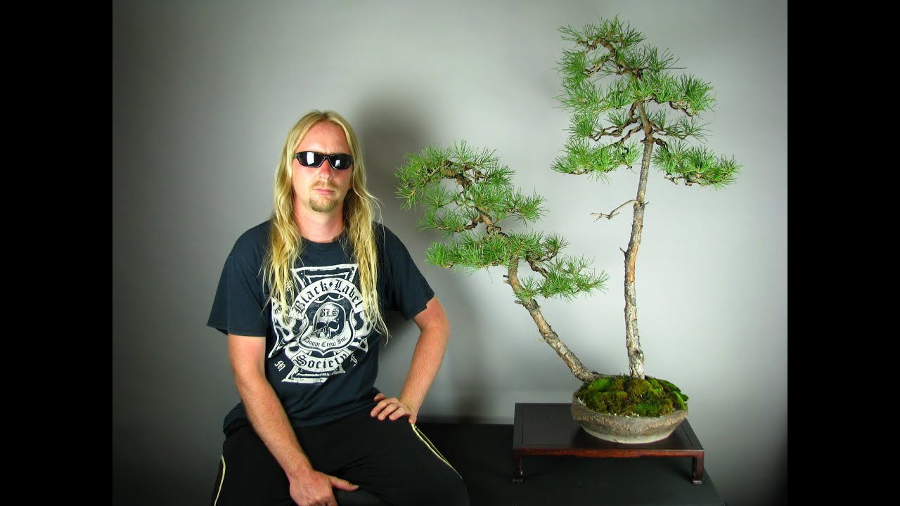 Quick guide to Scots pines