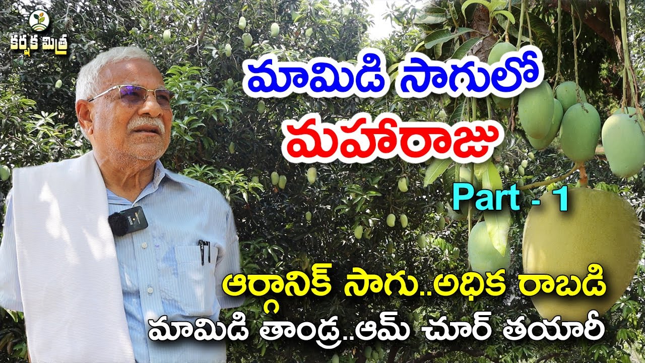 ఆర్గానిక్ మామిడి సాగులో ఆదర్శ రైతు || Organic Mango Farming Part - 1 || Karshaka Mitra