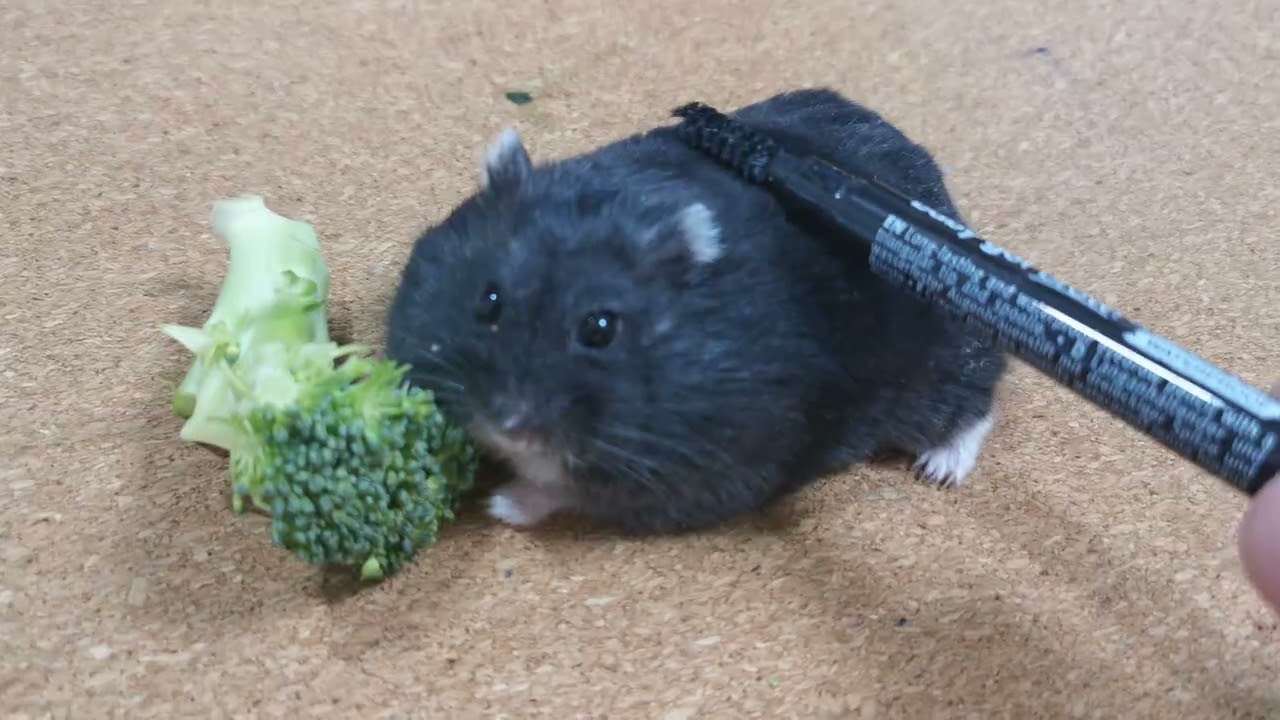 Hampter, broccoli and eyelash brush