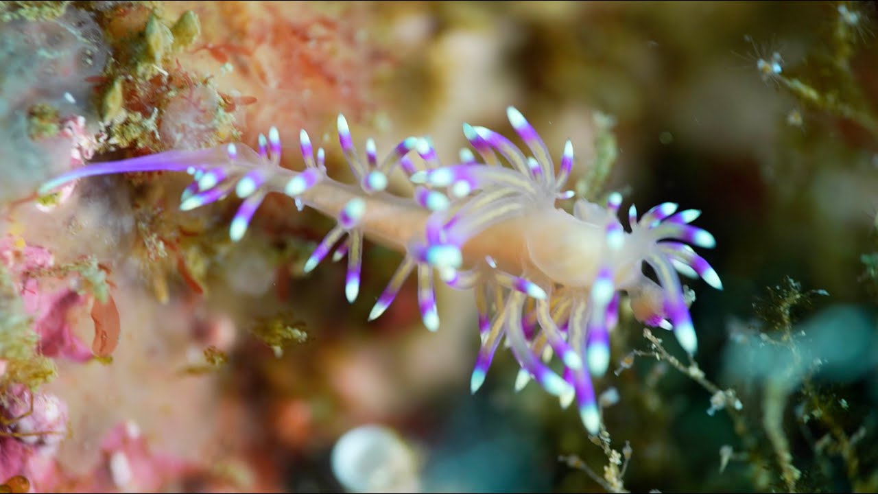 HOT PINK Sea Slug &ndash; Marcus Aeolid Nudibranch &ndash; 4K UHD &ndash; Sony A7S III &ndash; by Khurram Pervaiz