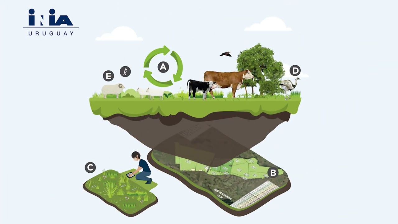 Regenerative Livestock Farming in Uruguay