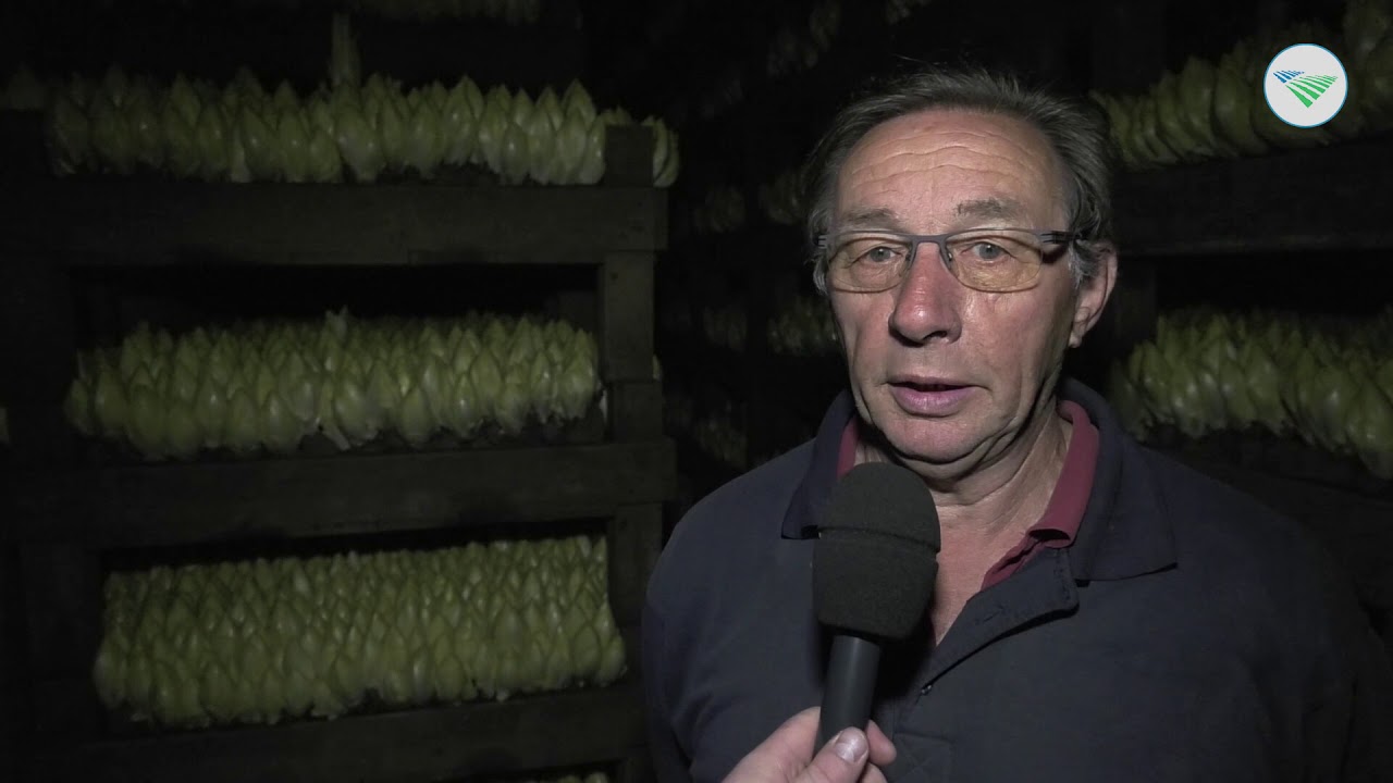 Witlofteler hoopt op betere prijzen