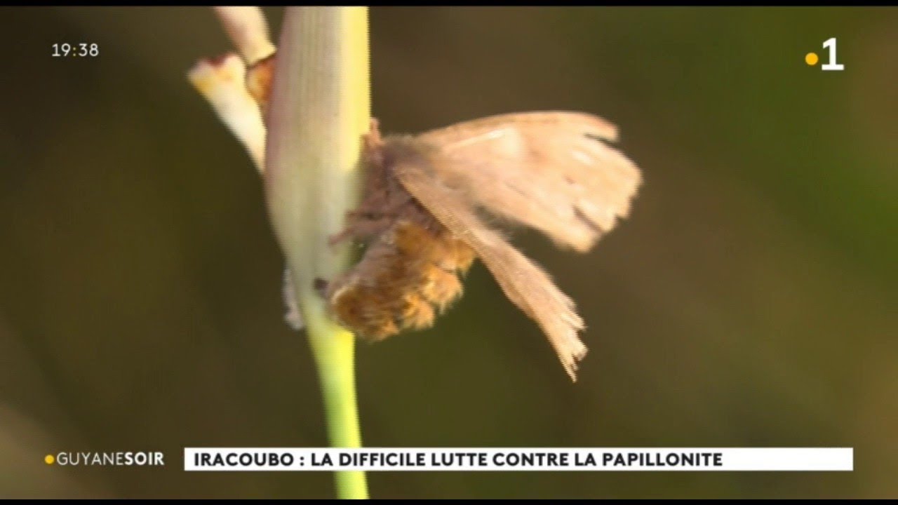 Iracoubo : la difficile lutte contre la papillonite