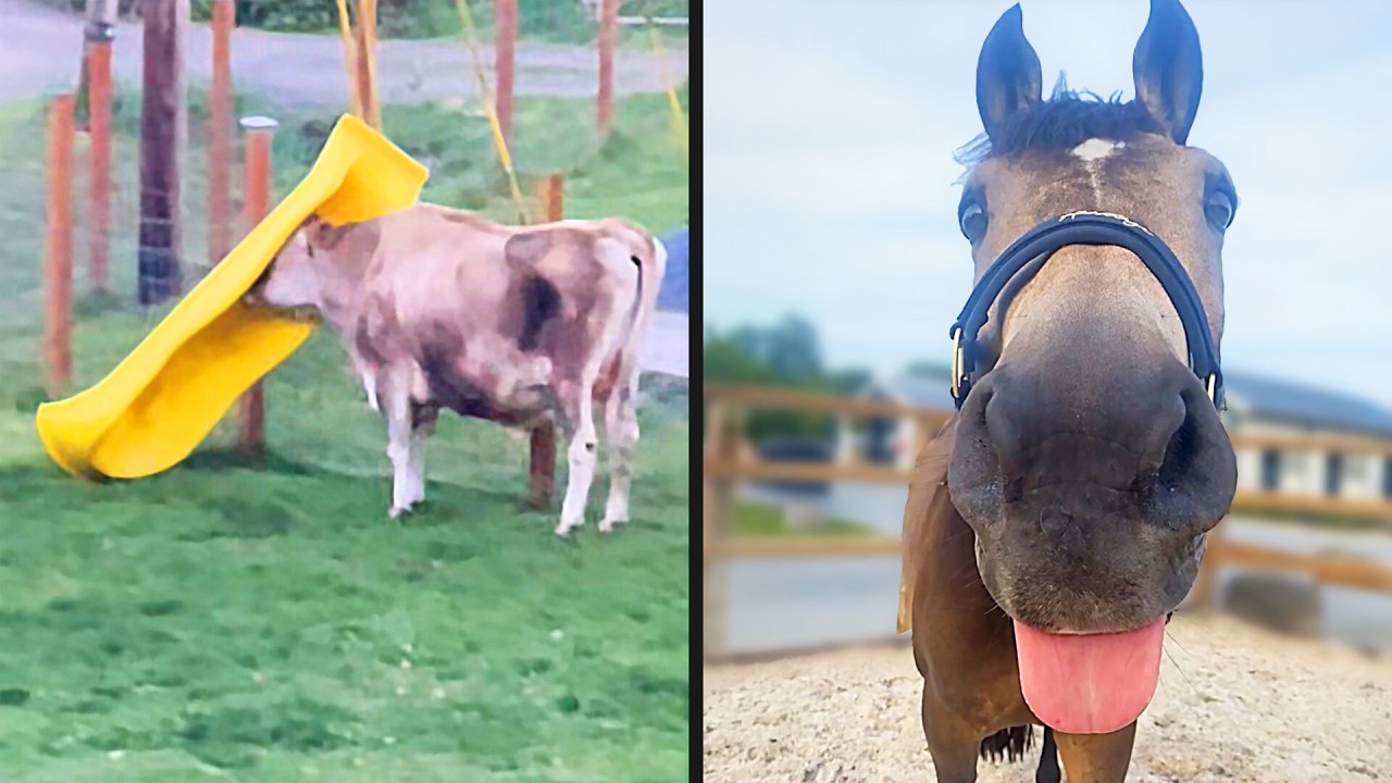 Лучшие видеоролики о сельскохозяйственных животных