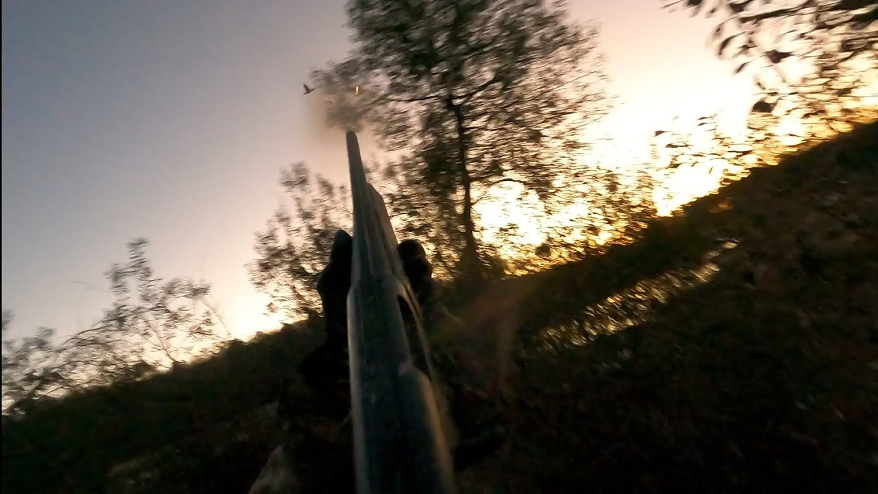 Sky Blasting Wood Ducks