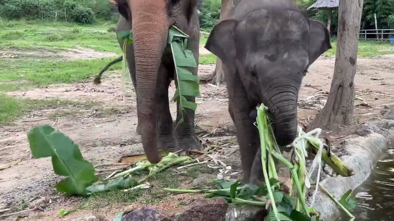 Baby Elephant And Her Mom Enjoy Eating Banana Trees!