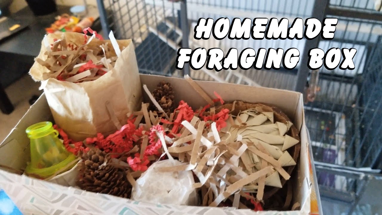 Homemade Parrot Foraging Box - Jasper the Eclectus Parrot
