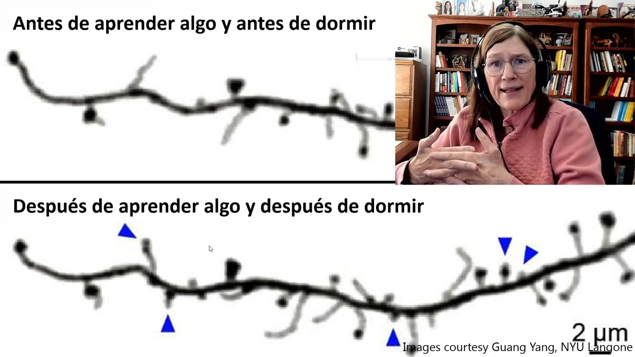 ¿Qué podemos aprender de la neurociencia para la enseñanza y aprendizaje? Barbara Oakley