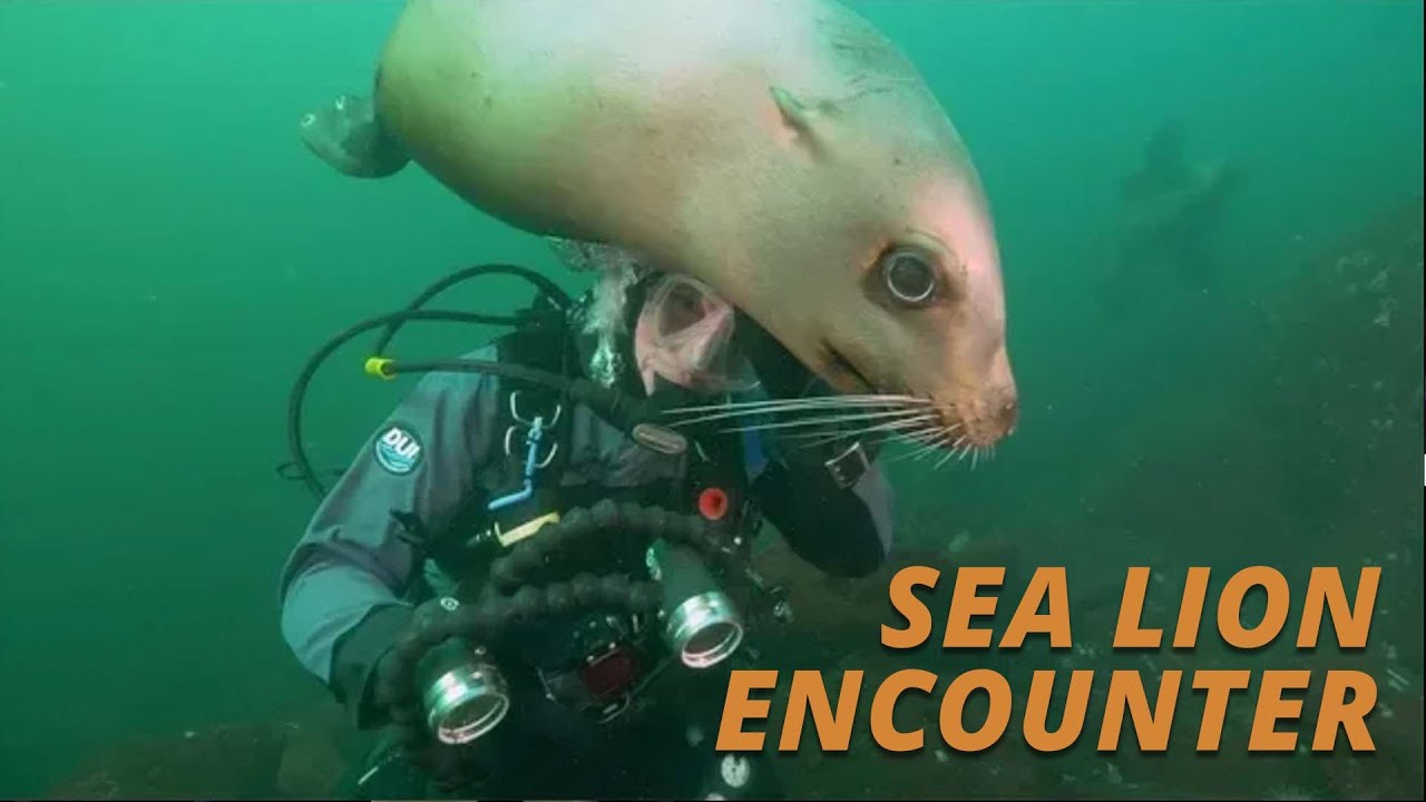 Морские львы Стеллера, морские гризли (Salish Sea Wild)