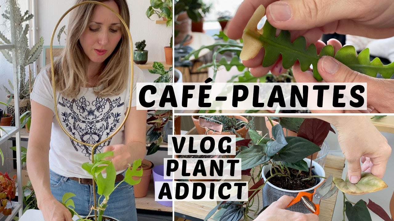 ☕️🌿 CAFÉ PLANTES : CACTUS ZIGZAG, TUTEURAGE ET UPDATES | VLOG PLANTE ADDICT