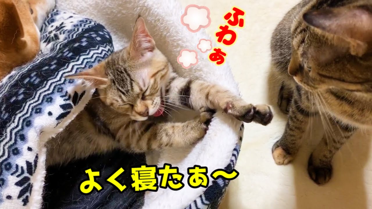 子猫がいなくなったと思ったら…そんなところに！Kitten sleeping on a Shiba Inu bed