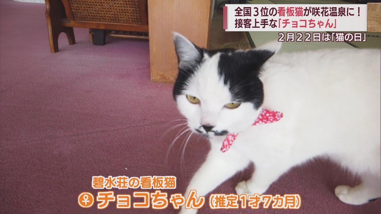 ”beckoning cat  Know? Imagine what is the 22th Feb? 人気旅館の看板ネコ お出迎えとお見送り 売上UPでボーナスも？2月22日はネコの日