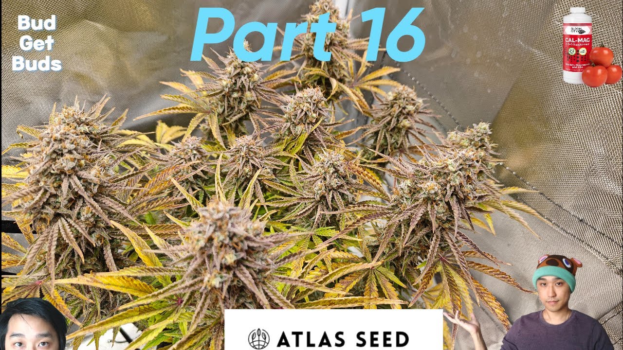 Seed to Harvest Part 16 (Robinhood VS Humboldt Seed Company VS Atlas Seeds). High Definition!