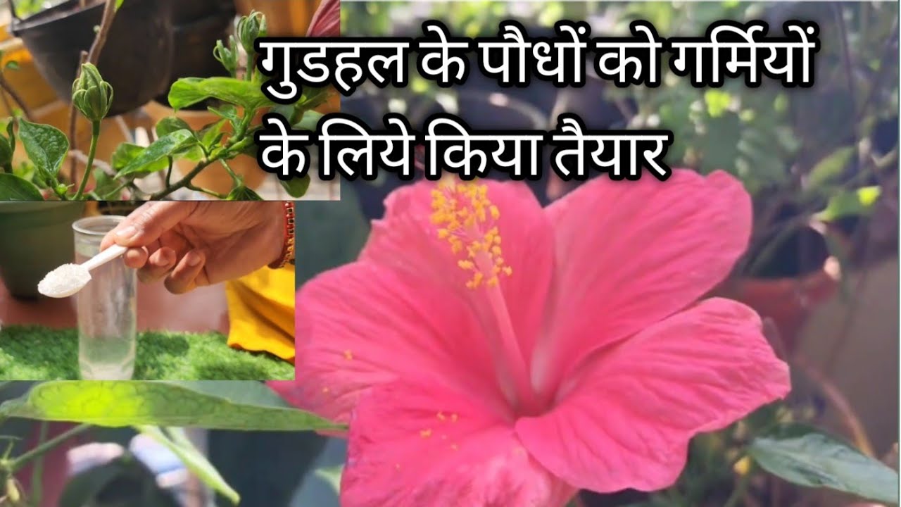 गुडहल को फूलों से भरने के लिये ये काम जरूर करें ! फरवरी, मार्च का जरुरी काम Hibiscus 🌺 