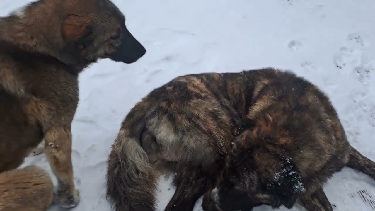 DOG GOOD THANKS 