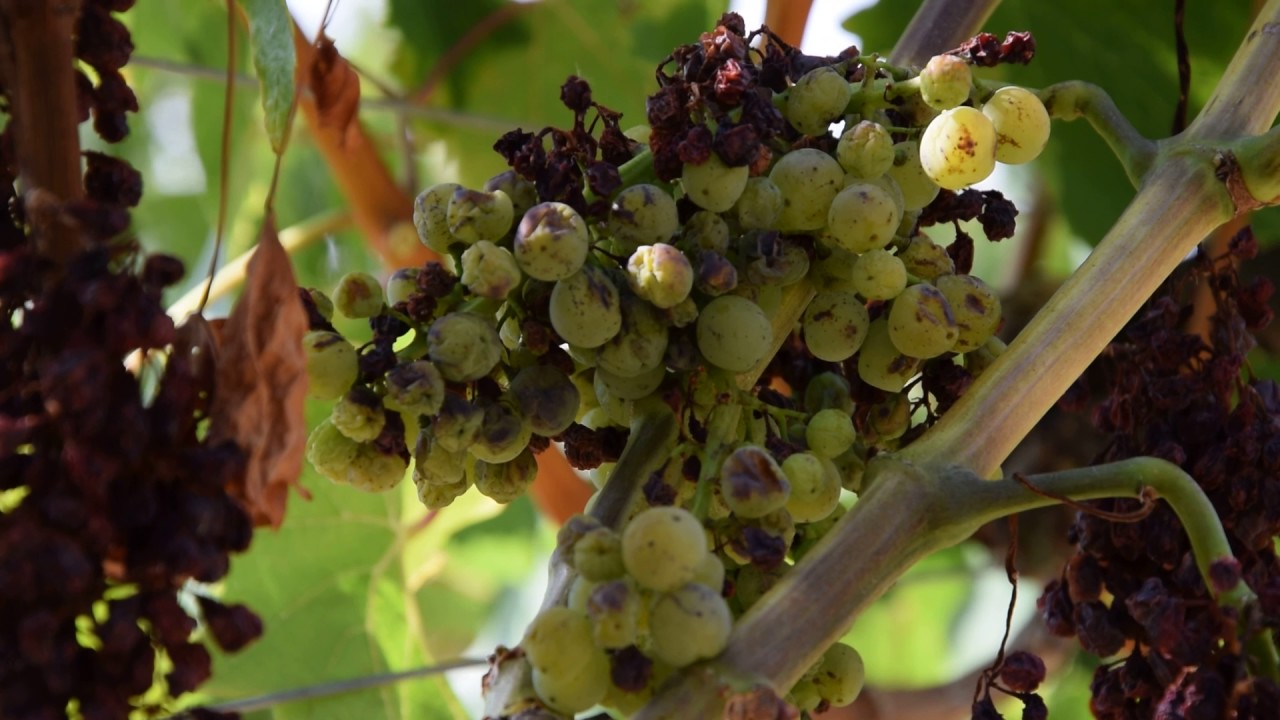 Central Istria, Istrian Malvasia - Esca pt 6