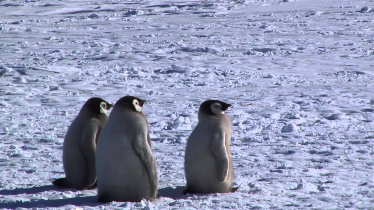 Emperor Penguins Kaiserpinguine Antarctica