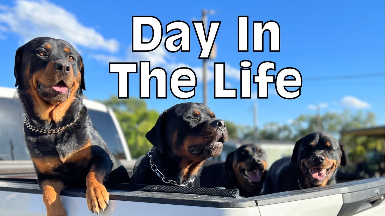 What It Takes To Feed 400 Pounds of Rottweilers?