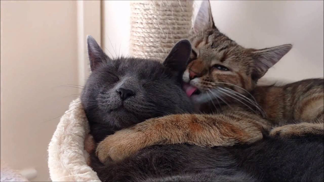 Cat gives motherly love to rescued kitten. Cutest and sweet cats. TOP
