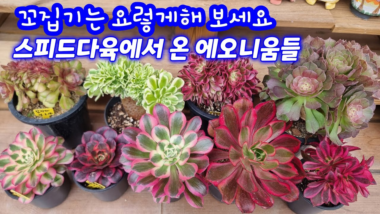 26.3.16 🌹꼬집기는 요렇게해요🌹 스피드다육에서 온 에오니움들 언박싱 #스피드다육 010-5248-5955 