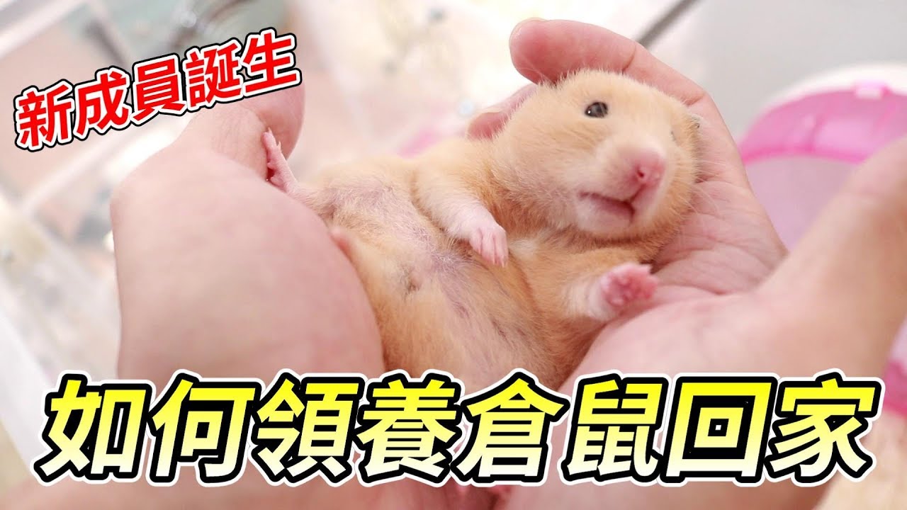 【維鼠日記】如何領養倉鼠回家?新成員黃金鼠誕生！【維特】#50