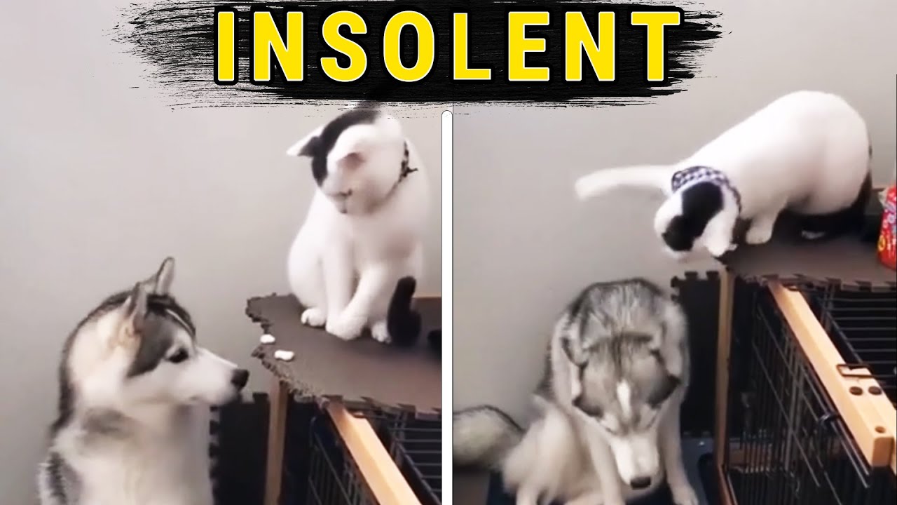 9 minutes de folies animales pour SOIGNER votre Dépression