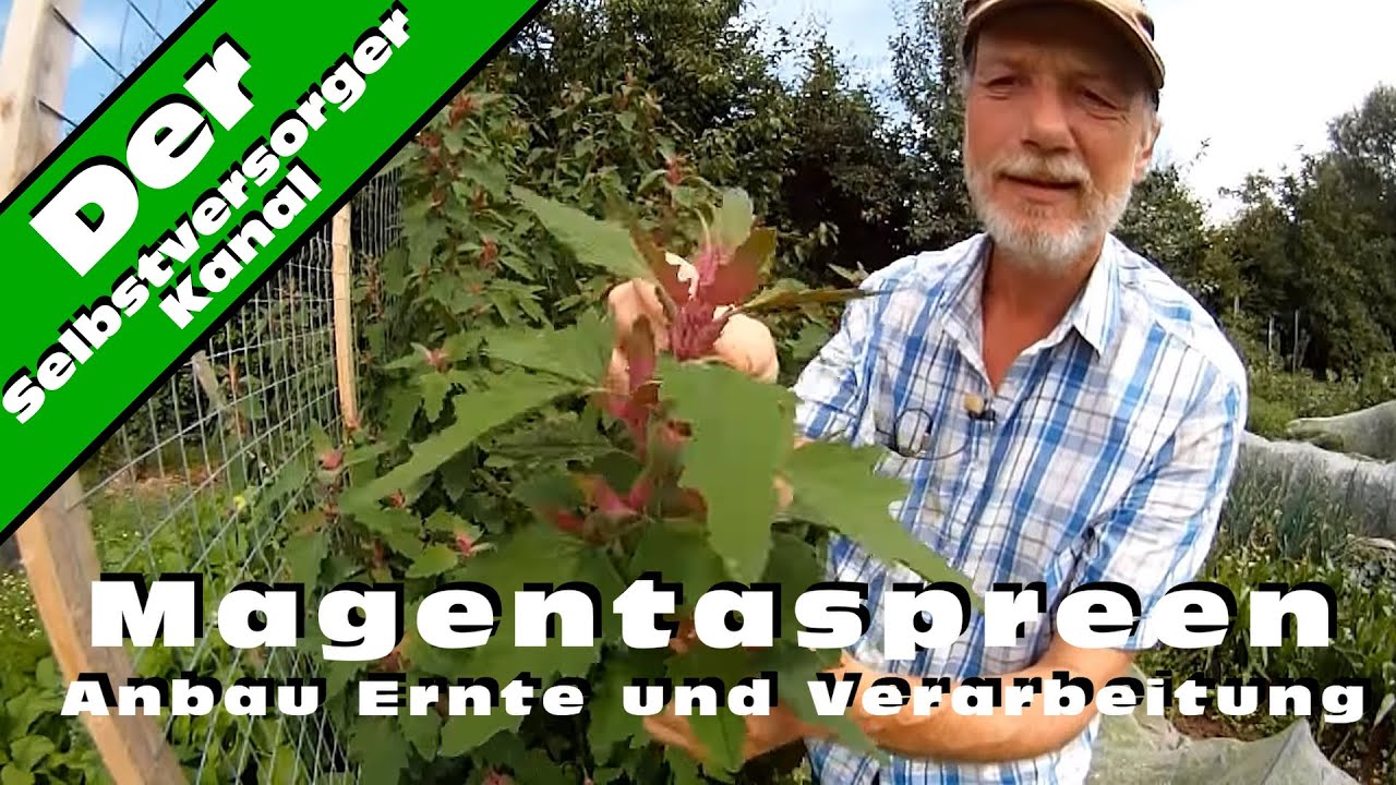 Magentaspreen Anbau Ernte und Verarbeitung