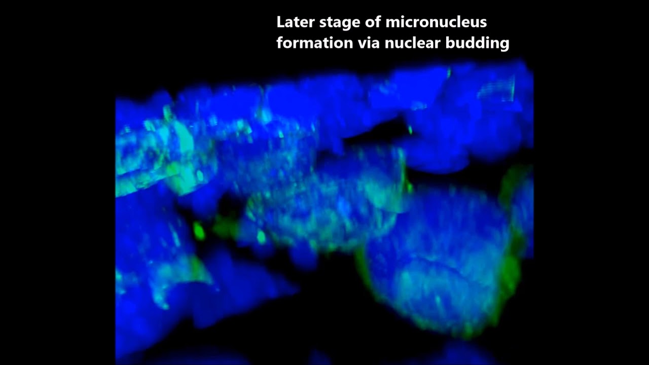 The programmed DNA elimination and formation of micronuclei in germ line cells