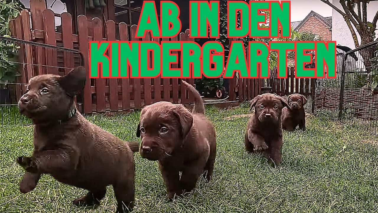 Mayfieldgarden Nr. 2354 Die Labrador Welpen spielen, k&auml;mpfen, bei&szlig;en, kuscheln 15 Minuten mittendrin