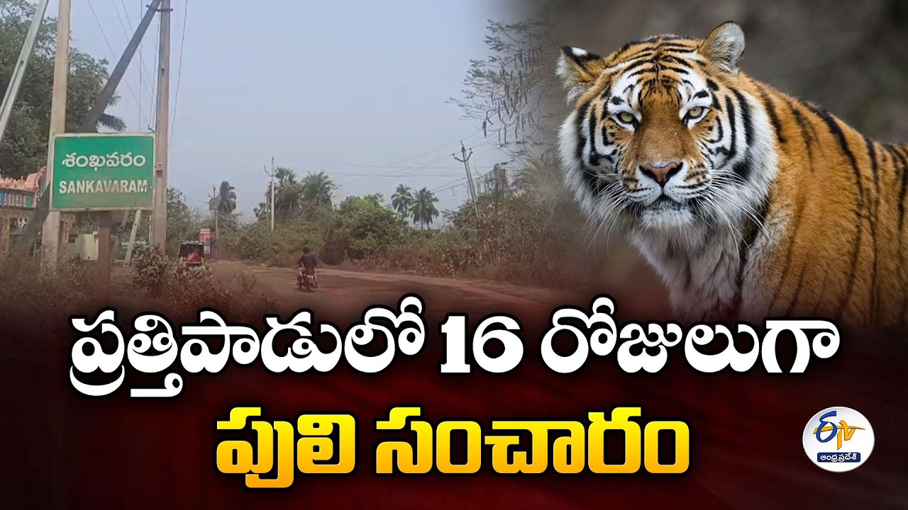 Fear in Prathipadu as Tiger Movement Continues for Over Two Weeks