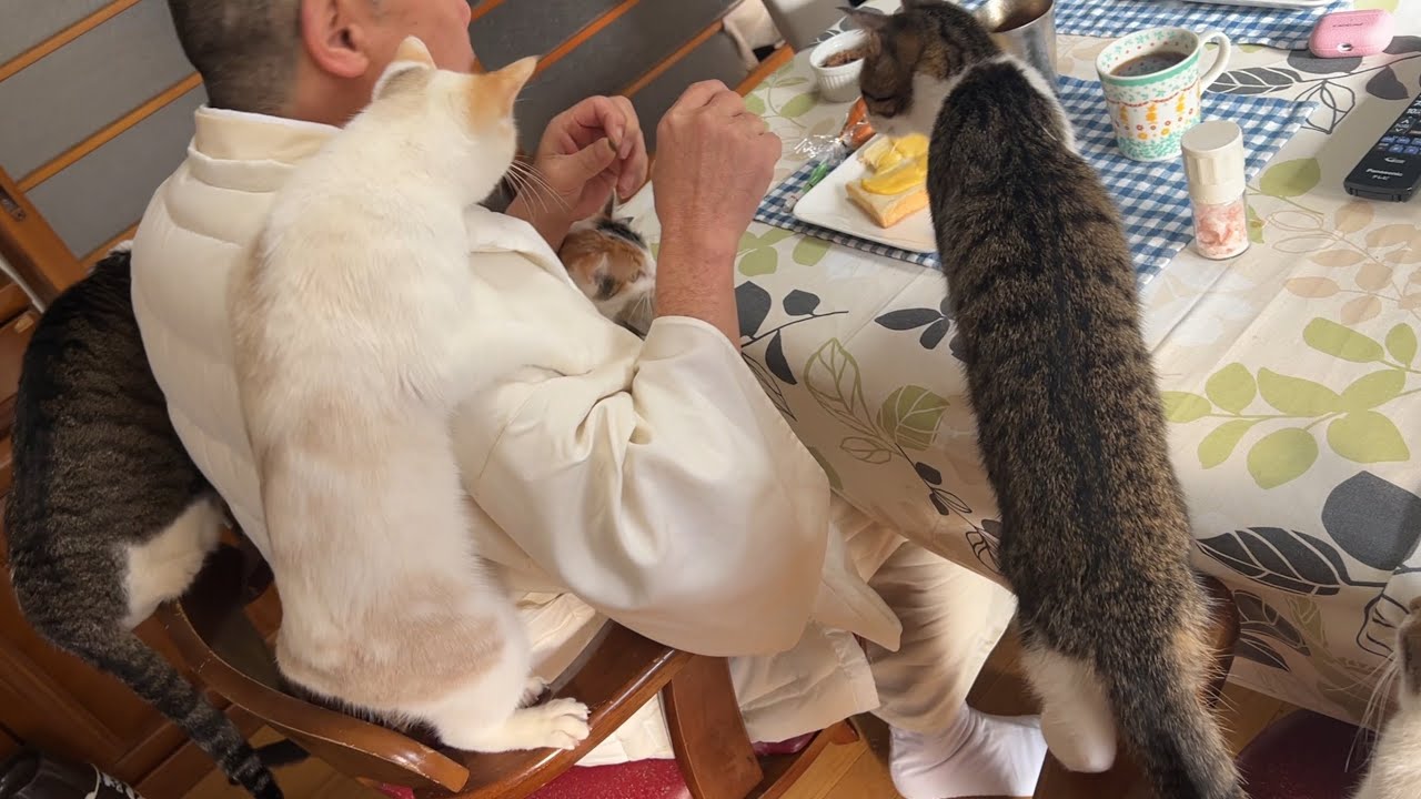 住職の朝ごはんの裏側に迫る‼️猫たちがわちゃわちゃ☺️