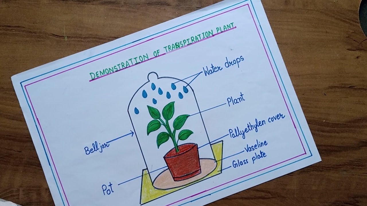 How to draw Demonstration of Transpiration in plant // demonstration of Transpiration