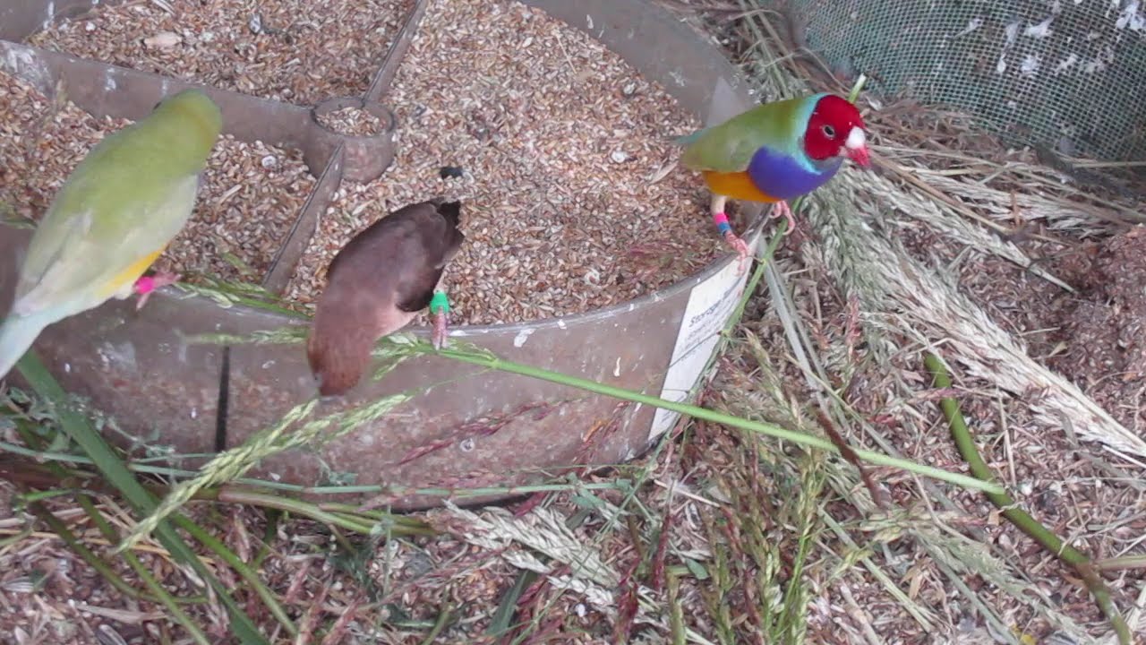 Johnson Grass Seed - Finches & Waxbills love them.