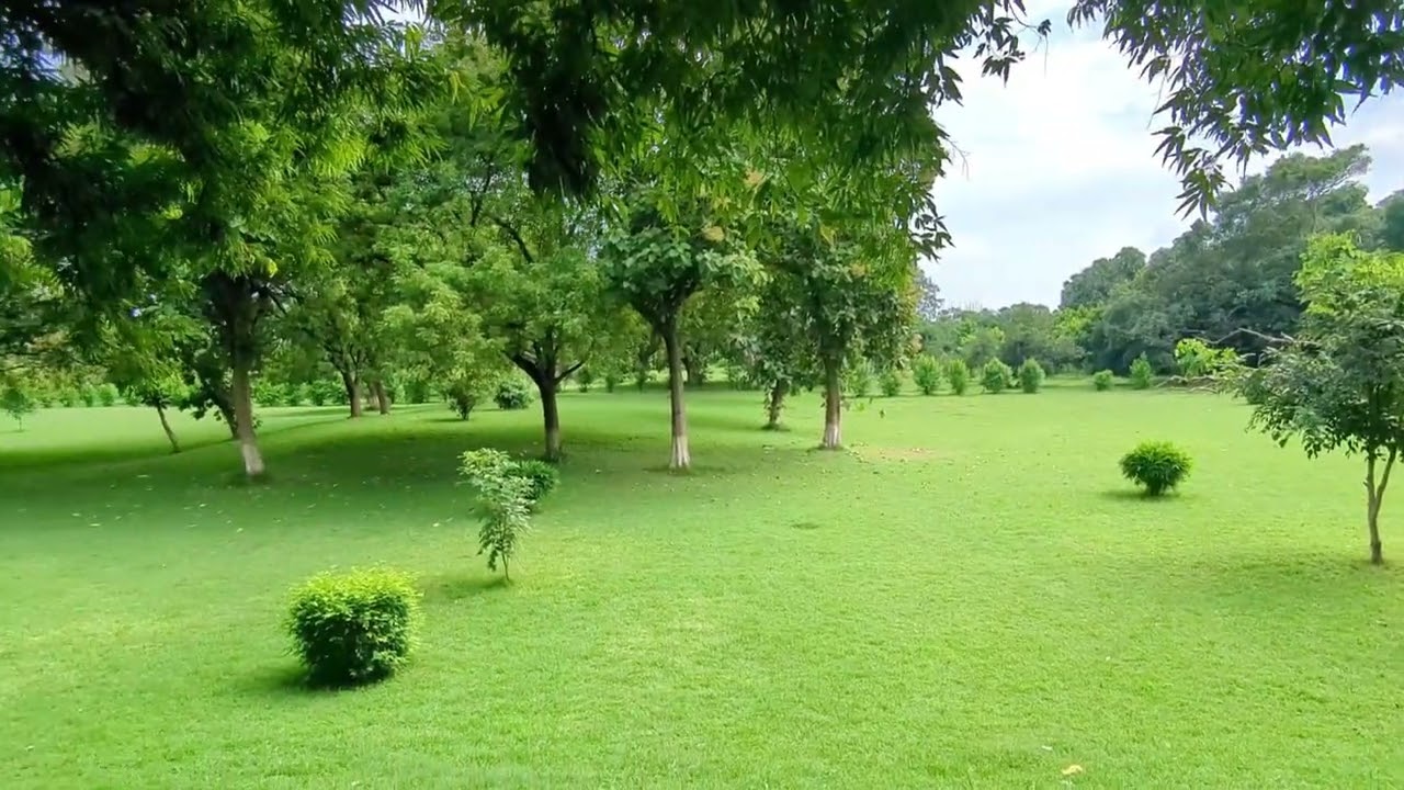 Pretty pretty Uttar Pradesh 💚☘️ #india#uttarpradesh #travel#nature 