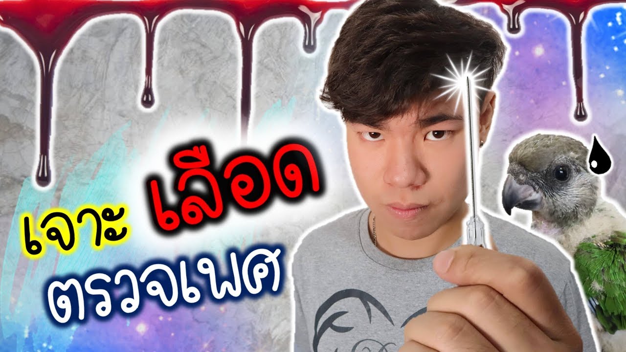 เจาะเลือดตรวจเพศนก เจ็บนิดนึงนะ!! | My PET EP.17