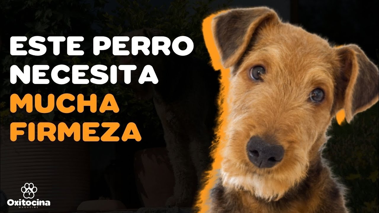 9 COSAS QUE DEBES SABER SOBRE EL AIREDALE TERRIER