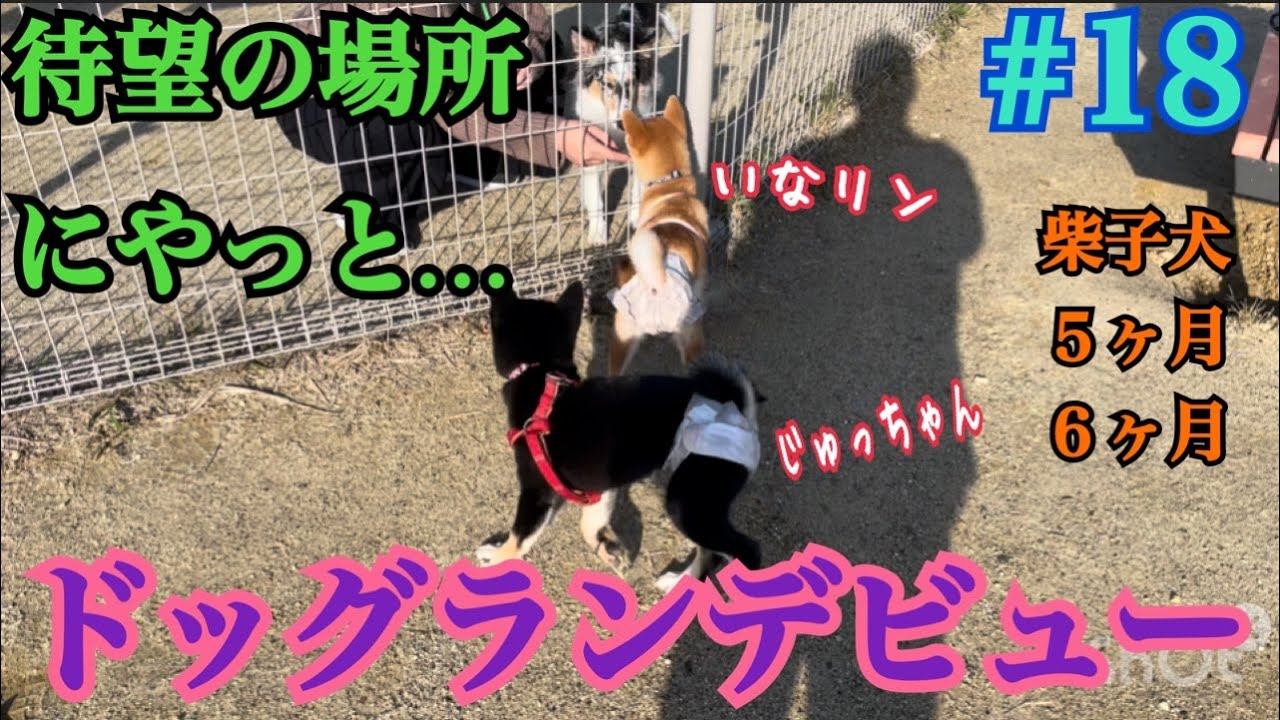 [柴犬いなり＊じゅう]初ドッグラン❗️姉妹はなじめたのか…　＃柴犬＃豆柴＃shibainu #dogshorts #shiba #funny #dog #dogs #犬#癒し#多頭飼い