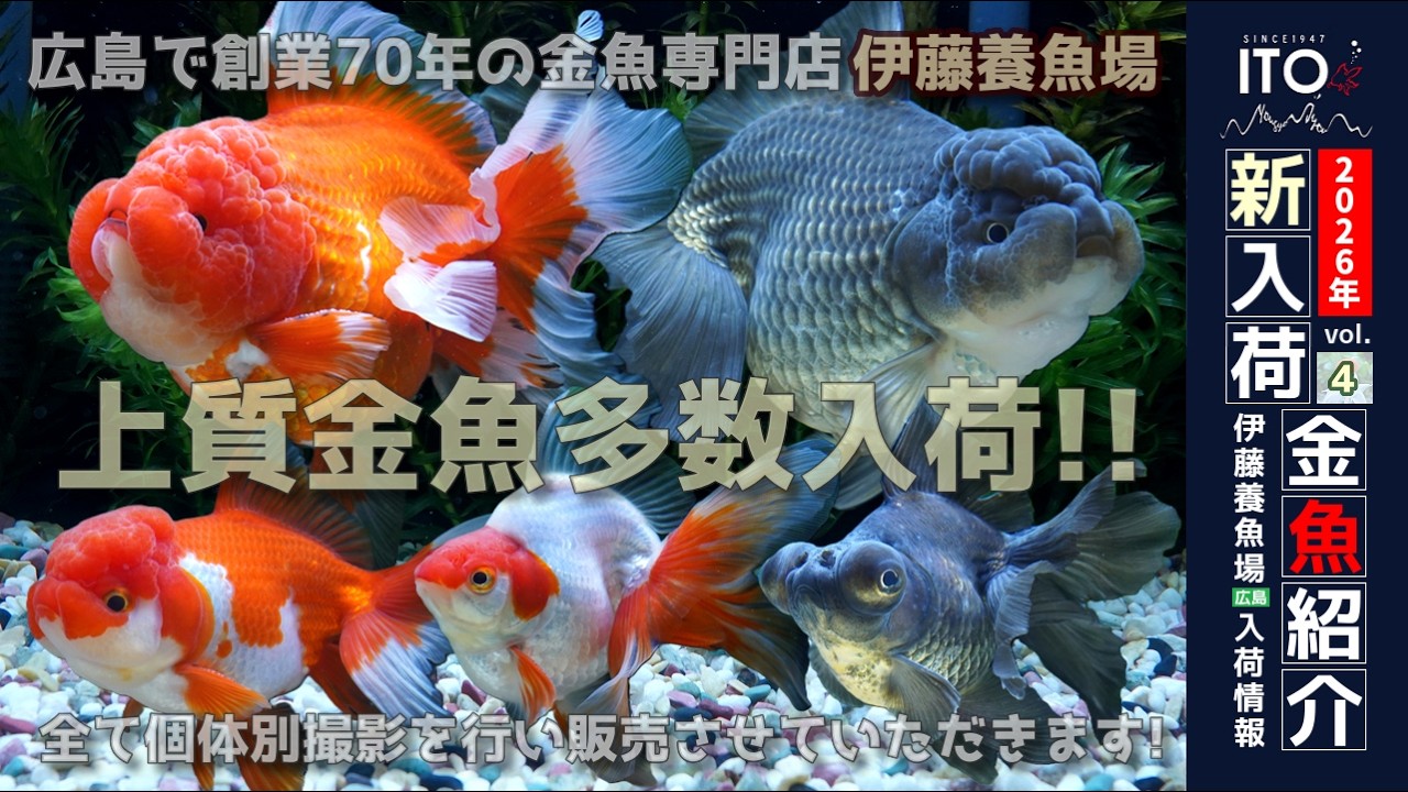 【伊藤養魚場入荷情報2024年vol.４(2026年2月19日)】飯田産の明け三歳魚や後藤氏作の明け二歳魚を入荷しました!!