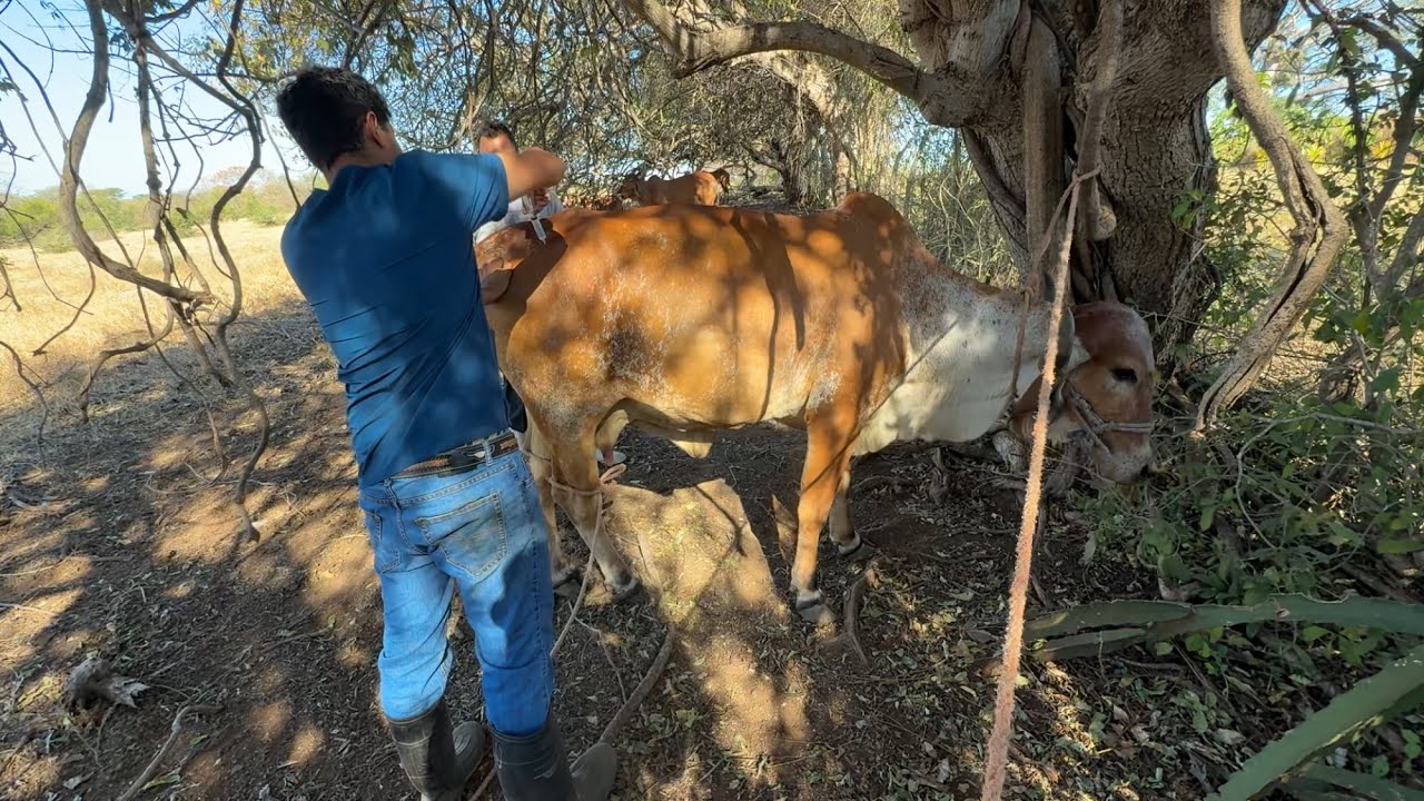 Vaca gyr grabe no se que a pasado mira como anda 