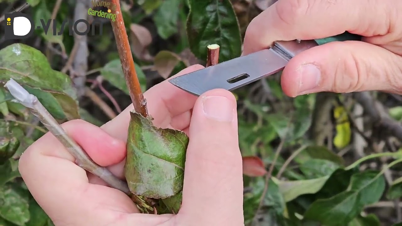 🌿 Modified Cleft Grafting – A Stronger Method for Tree Grafts?