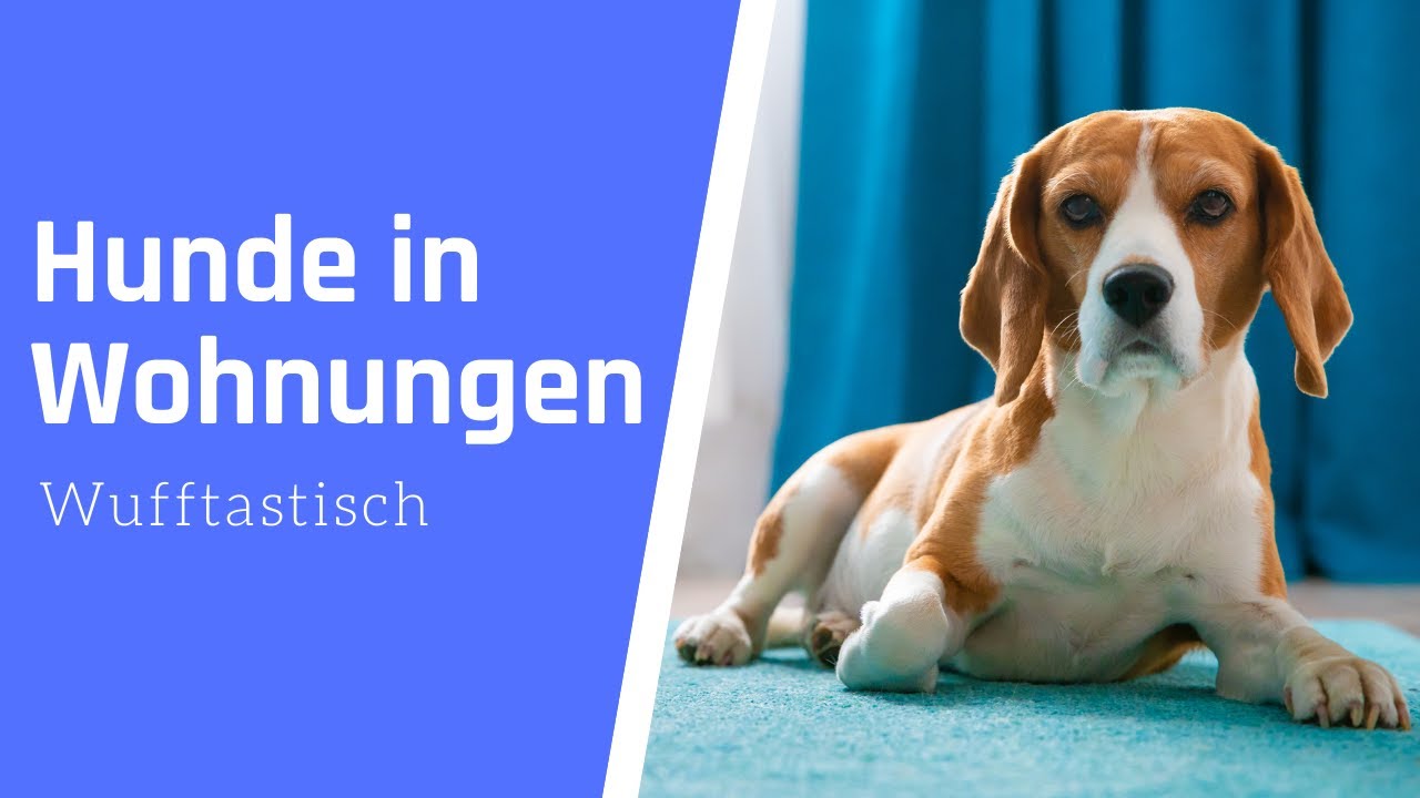 Hunde in der Mietwohnung ▶︎ 7 Tipps f&uuml;r Mieter mit Hund ✅