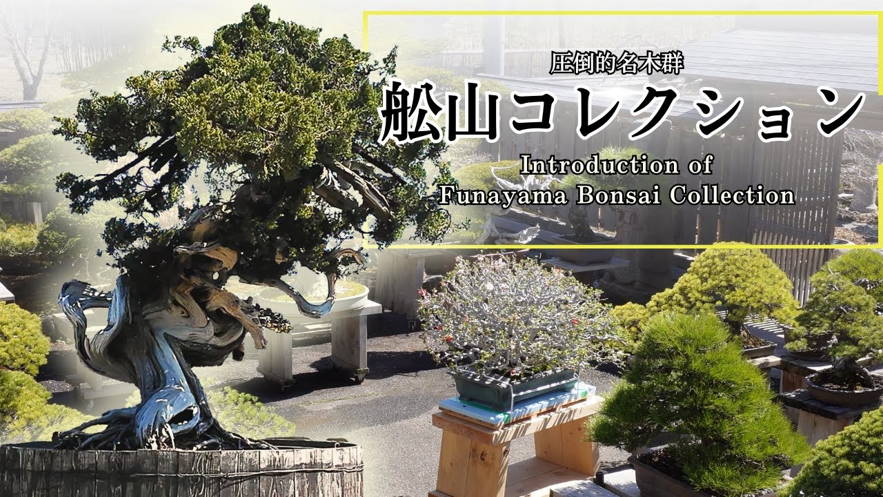 舩山コレクション紹介～未公開樹を含めた個人所蔵の圧倒的名盆栽群～